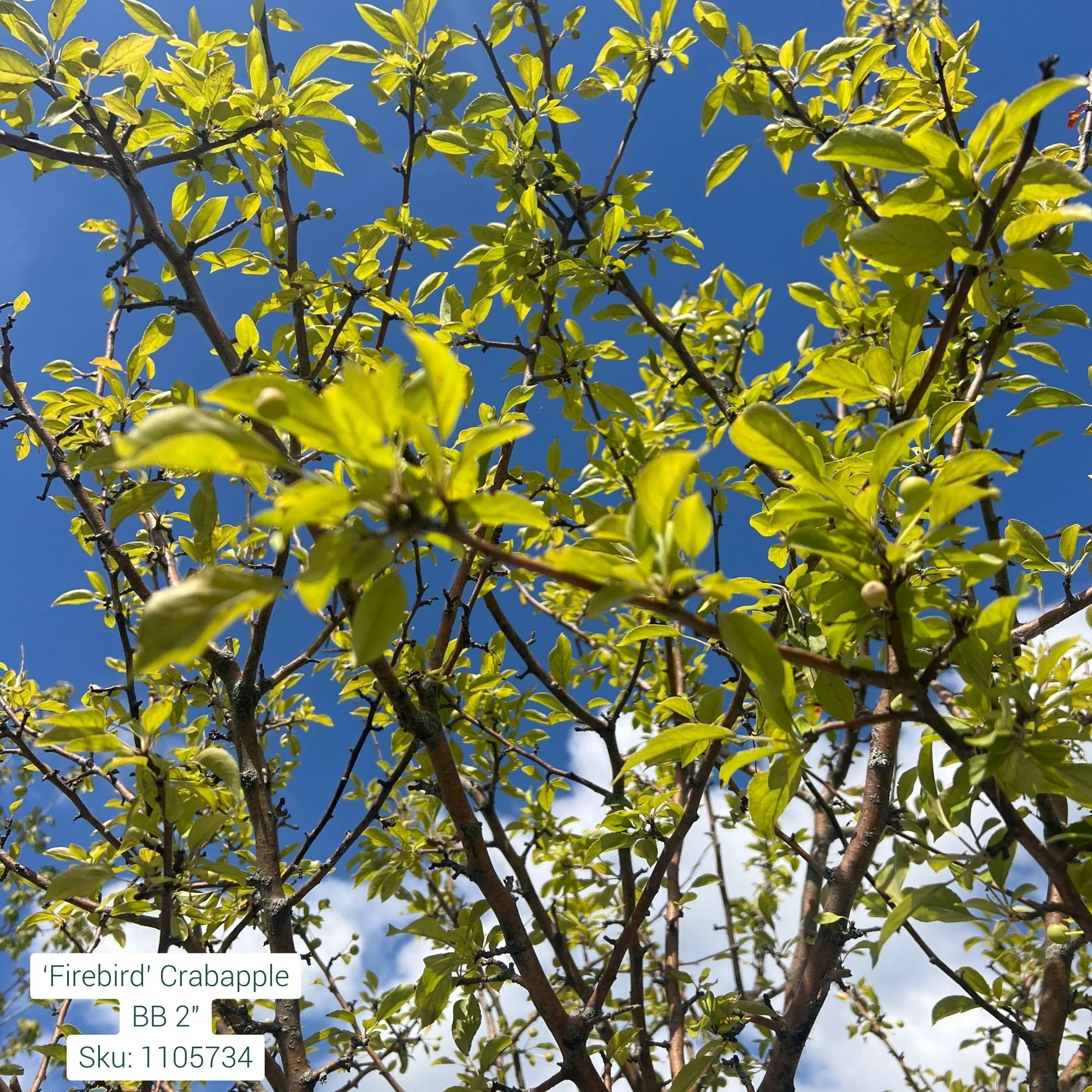 'Firebird' Crabapple - Malus sargentii - 2" Caliper Ball & Burlap Tree - Image 3