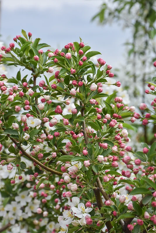'Firebird' Crabapple - Malus sargentii - 2" Caliper Ball & Burlap Tree - Image 4