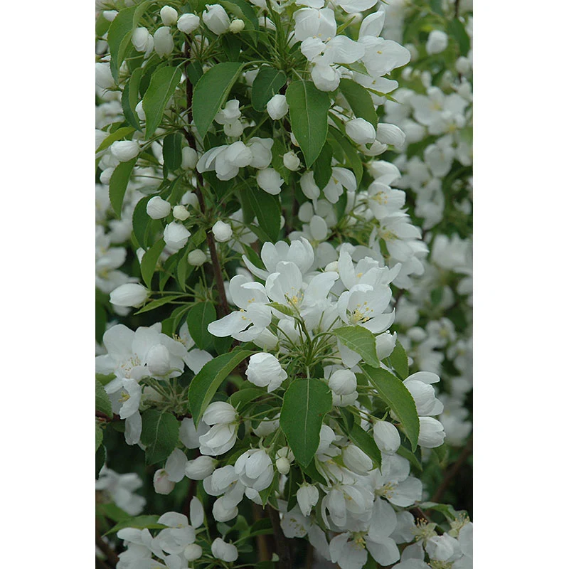 Crabapple Tree, Spring Snow, 15 Gallon - Image 2