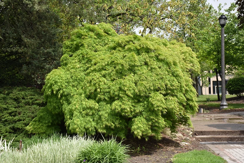 Cutleaf Japanese Maple - Acer palmatum 'Dissectum Viridis' - Ball & Burlap Tree (Multiple Sizes) - Image 2