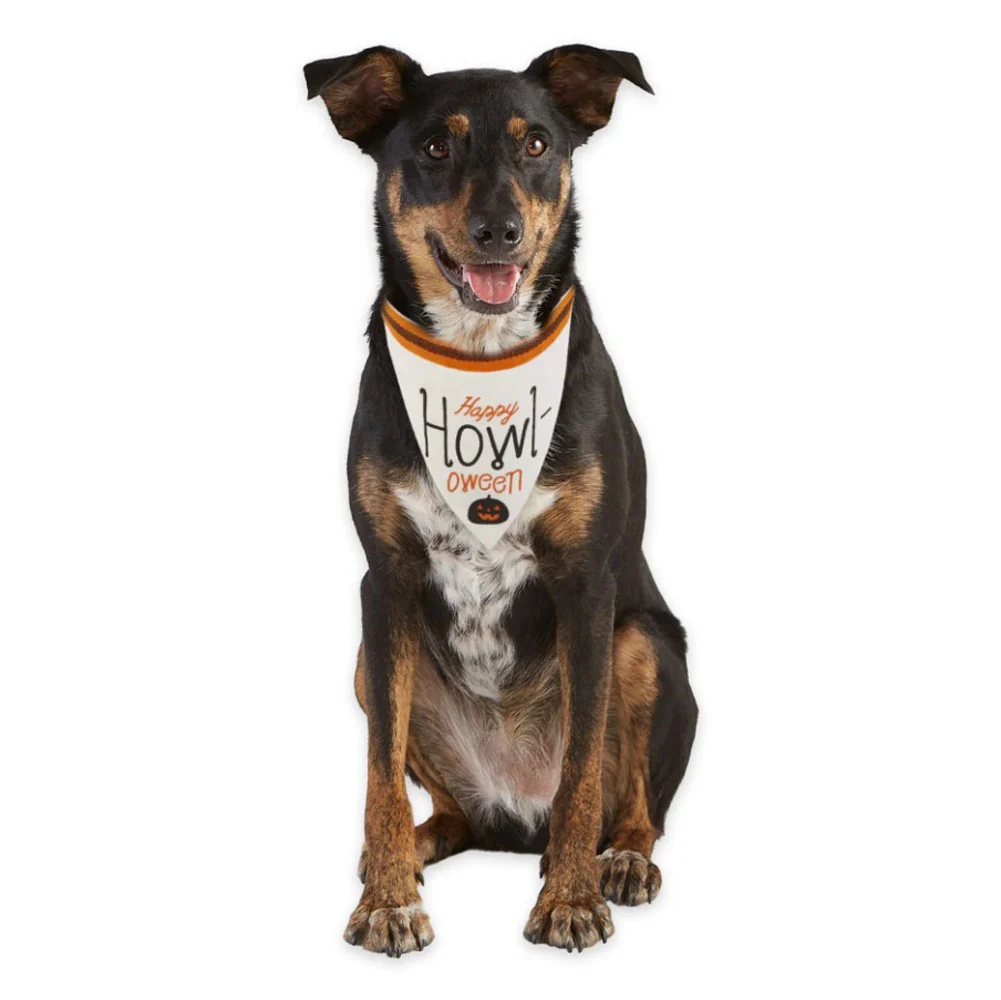 Design Imports, Howl-Oween Bandanas, Assorted and Sold Separately - Image 2