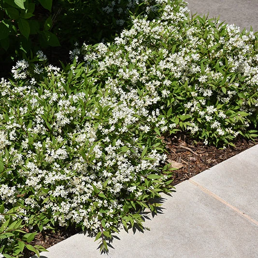 Chardonnay Pearls Deutzia – Deutzia gracilis - 2 Gallon Pot - Image 2