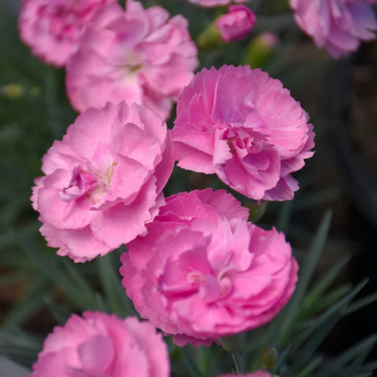 Dianthus Pinks Fruit Punch Sweety Pie - 6" Perennial - 6" Potted Perennial
