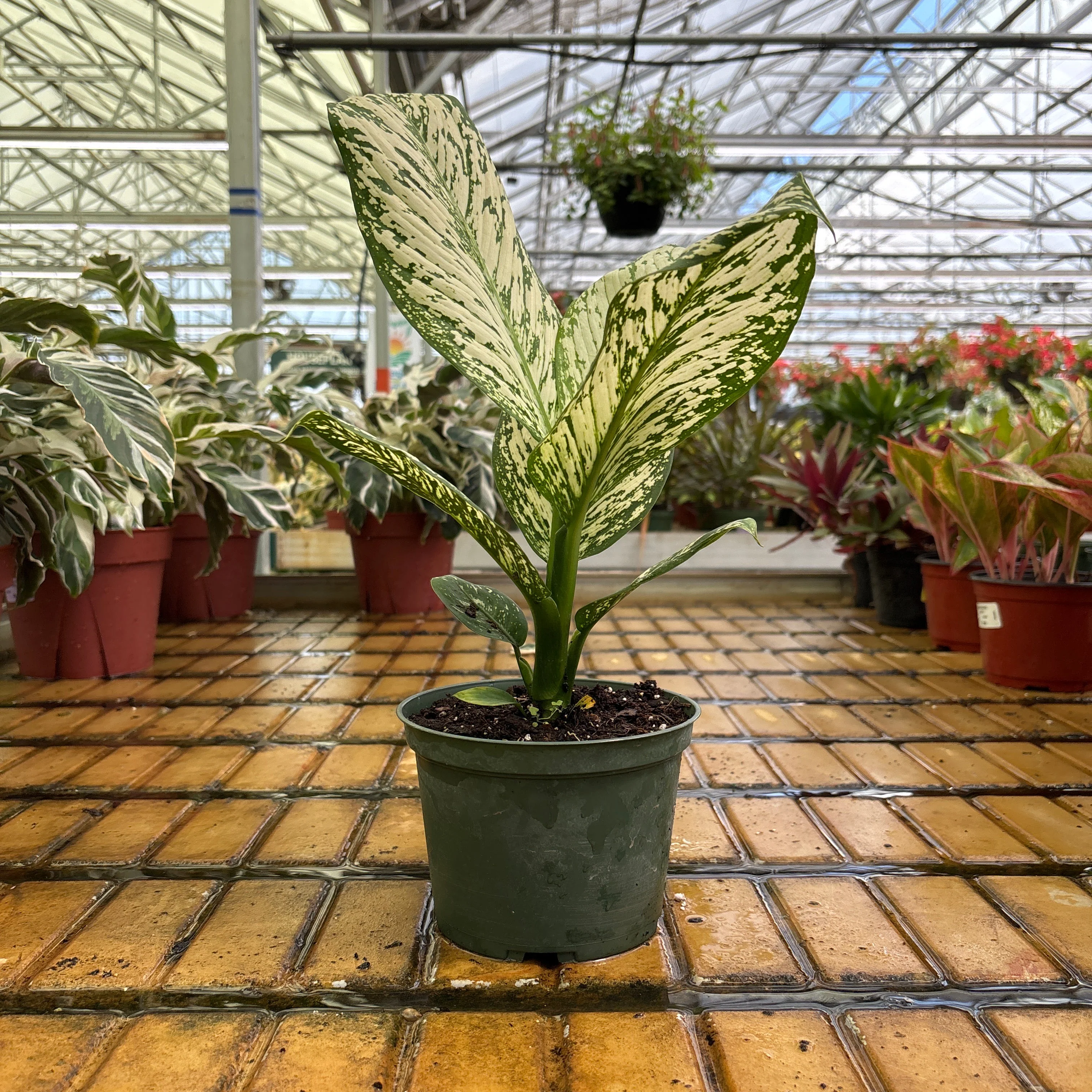 Dieffenbachia White Etna - Dieffenbachia sp - 4" Pot - Image 2