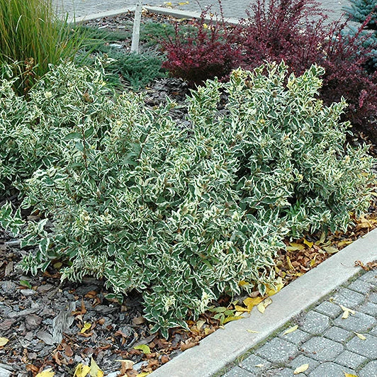 Diervilla Cool Splash Honeysuckle - 3 Gallon Pot - Image 2