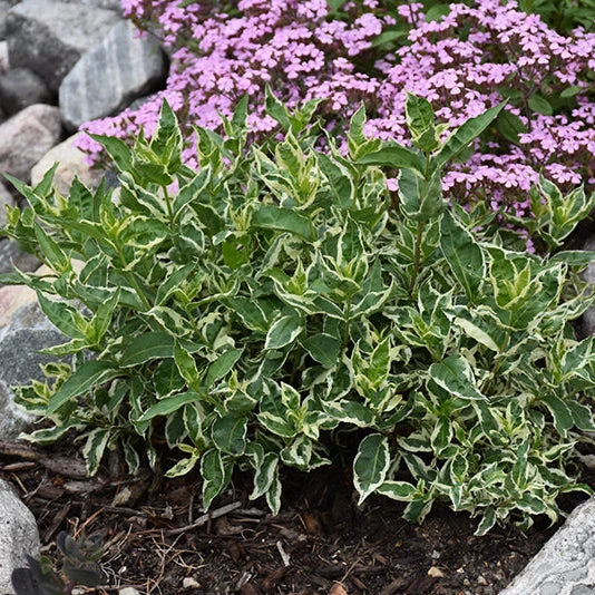 Diervilla Cool Splash Honeysuckle - 3 Gallon Pot - Image 3