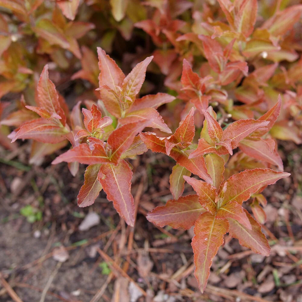 Diervilla Kodiak Red 2.0 - 3 Gallon Pot
