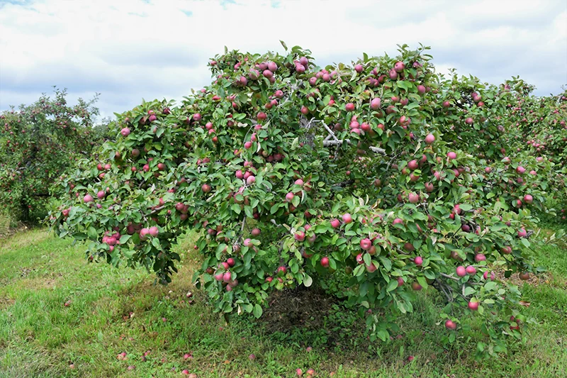 Macintosh Apple - Malus - 7# Potted Tree - Image 2