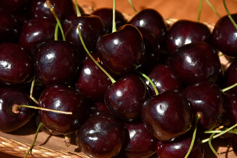 Stella Cherry - Prunus avium - 7# Potted Tree - Image 2