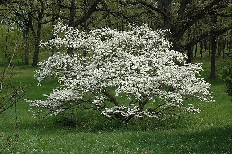 Cherokee Princess Flowering Dogwood - Cornus florida - 1.25" Caliper Ball & Burlap Ornamental Tree - Image 3