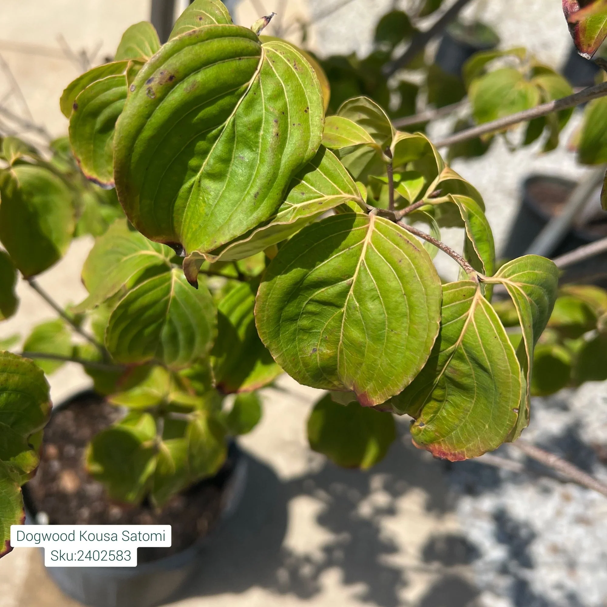Satomi Chinese Dogwood - Cornus kousa - 7 Gallon Potted Tree - Image 2