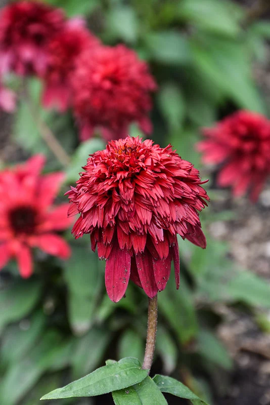 Echinacea Coneflower Double Scoop Strawberry Deluxe - 8" Potted Perennial