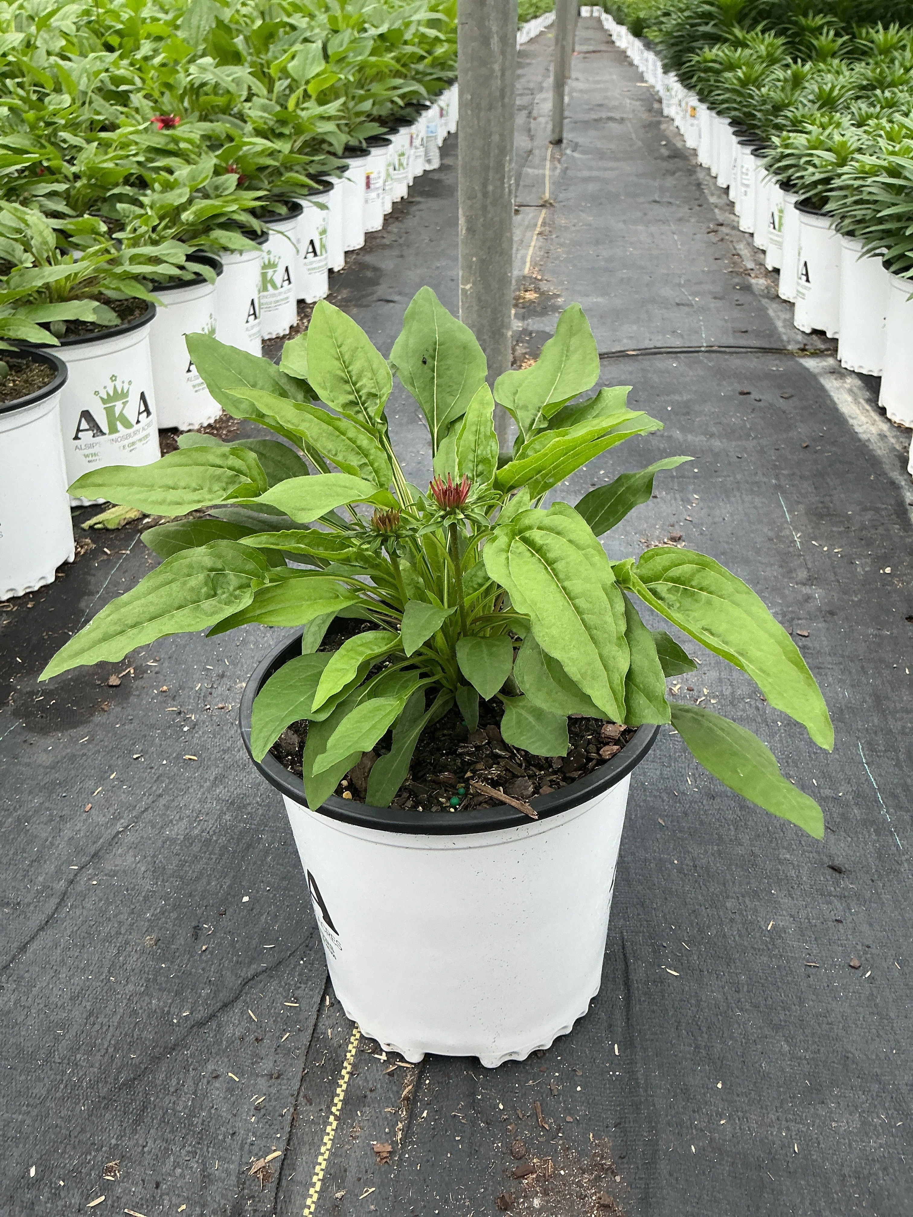 Echinacea Coneflower Double Scoop Strawberry Deluxe - 8" Potted Perennial - Image 2