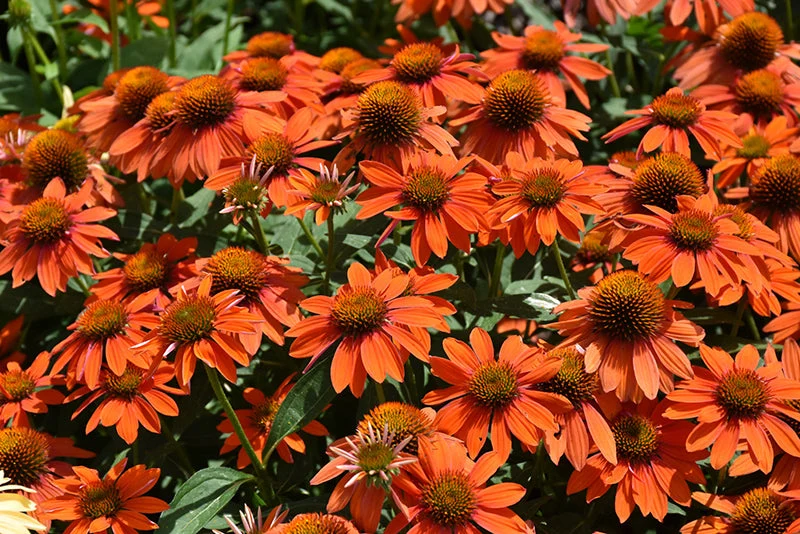 Echinacea Coneflower Sombrero Adobe Orange - 8" Potted Perennial