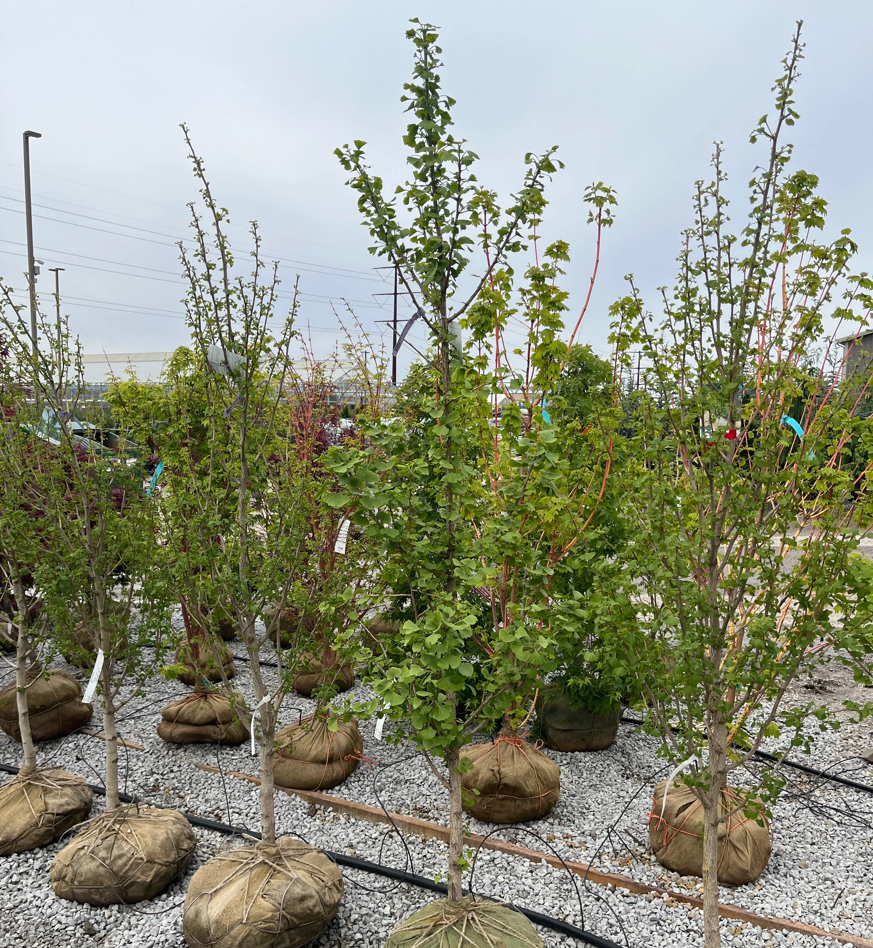 Elmwood Ginkgo - Ginkgo biloba 'Elmwood' - 6'-7' Foot Ball & Burlap Tree