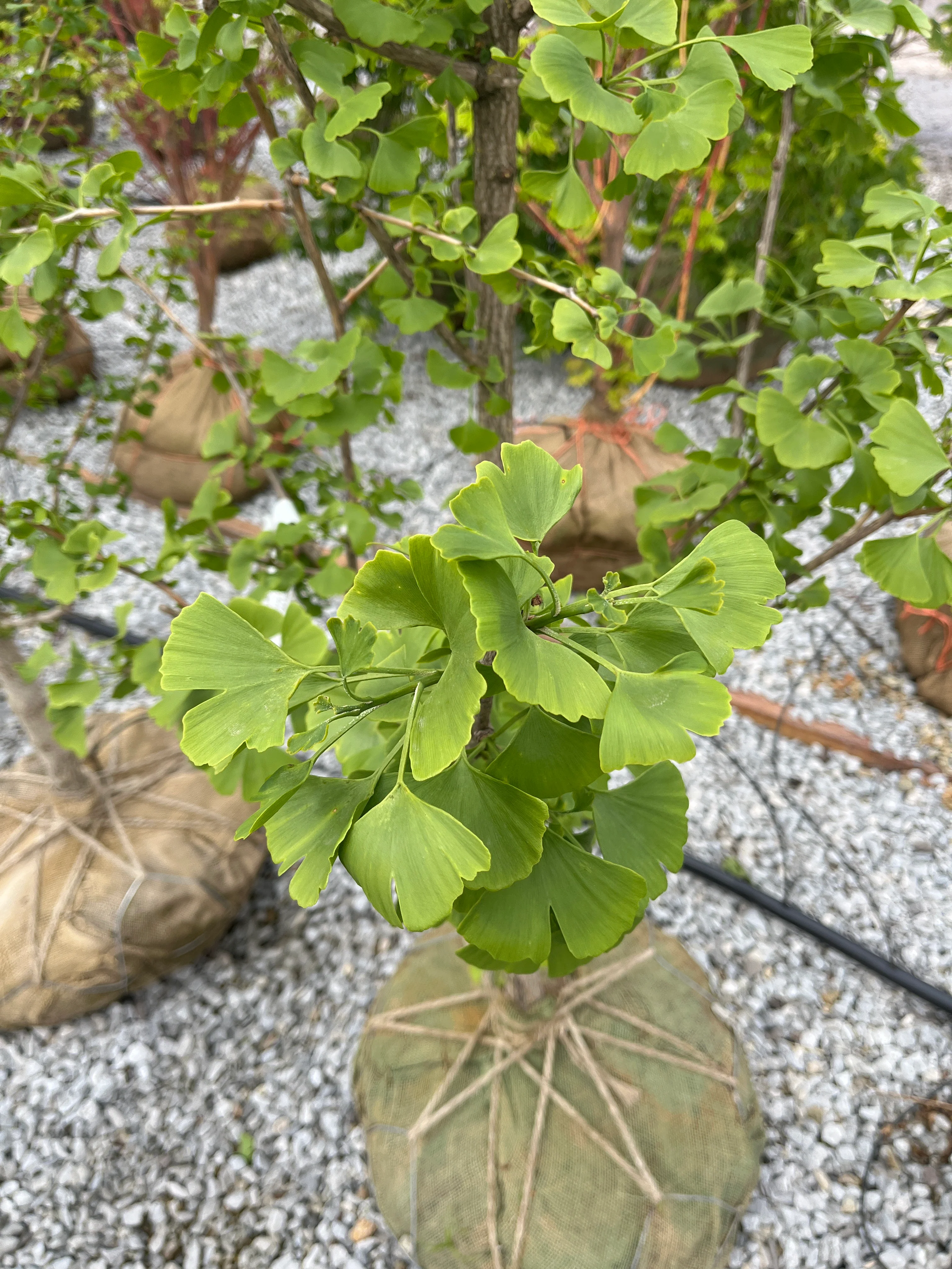 Elmwood Ginkgo - Ginkgo biloba 'Elmwood' - 6'-7' Foot Ball & Burlap Tree - Image 2