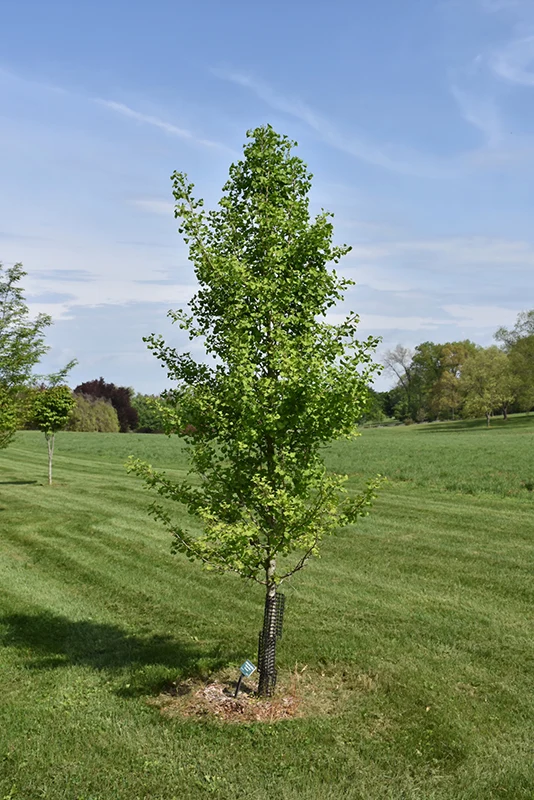 Elmwood Ginkgo - Ginkgo biloba 'Elmwood' - 6'-7' Foot Ball & Burlap Tree - Image 3