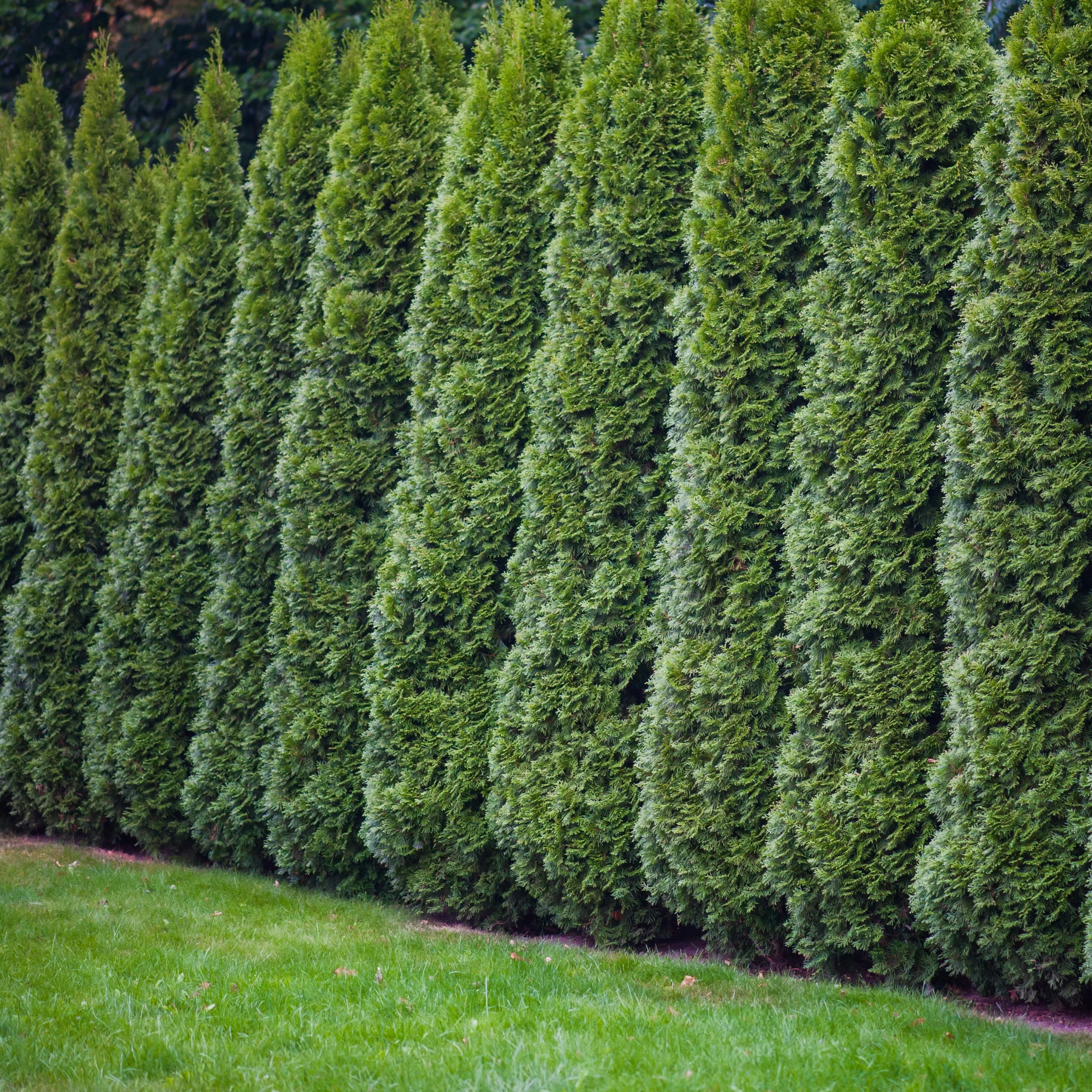 Emerald Green Arborvitae - Thuja occidentalis 'Smaragd' - Potted Shrub (Multiple Sizes) - Image 5