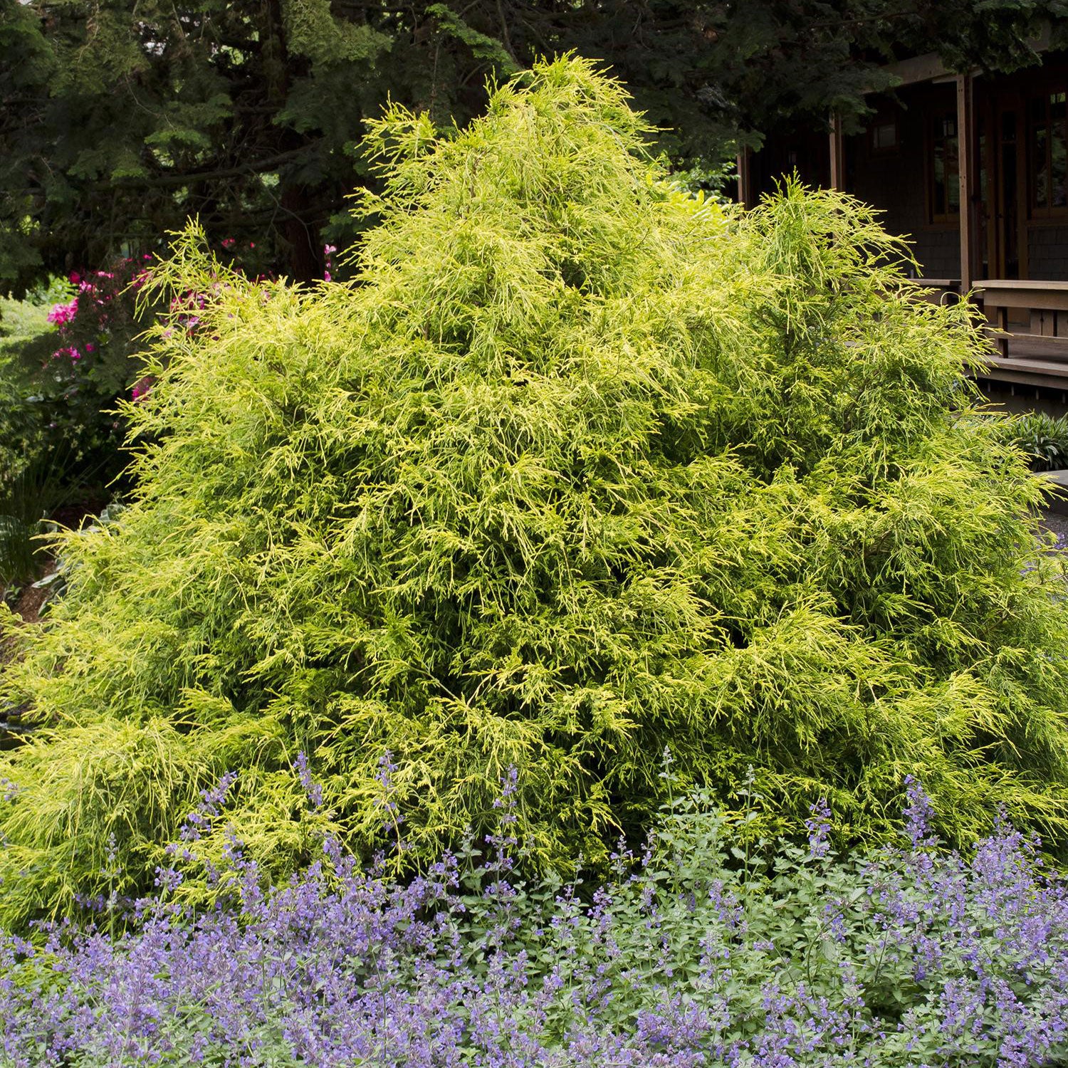 Golden Mop False Cypress - Chamaecyparis pisifera - 2 Gallon Potted Evergreen Shrub