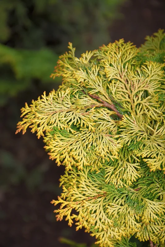 Golden Hinoki Falsecypress - Chamaecyparis obtusa 'Aurea' - Ball & Burlap Tree (Multiple Sizes) - Image 3