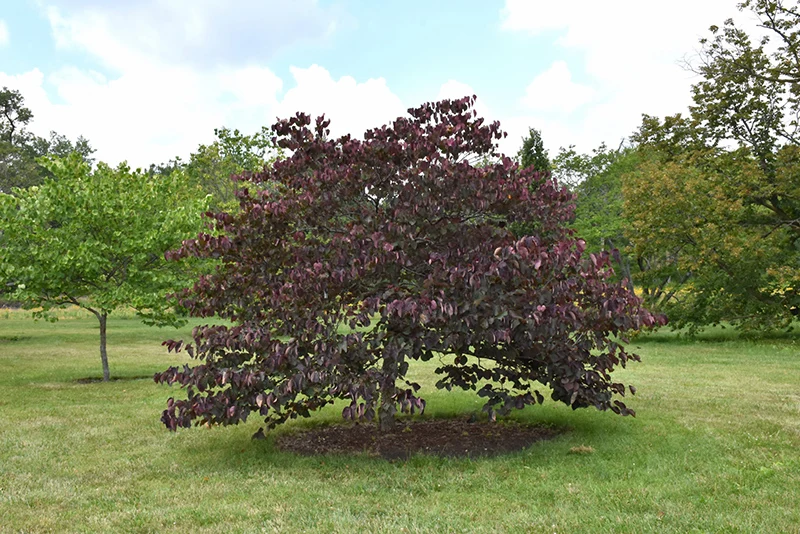 Forest Pansy Redbud - Cercis canadensis - Ball & Burlap Tree (Multiple Sizes) - Image 2