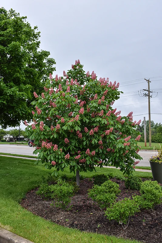 Fort McNair Red Horse Chestnut - Aesculus x carnea - Ball & Burlap Tree (Multiple Sizes) - Image 2