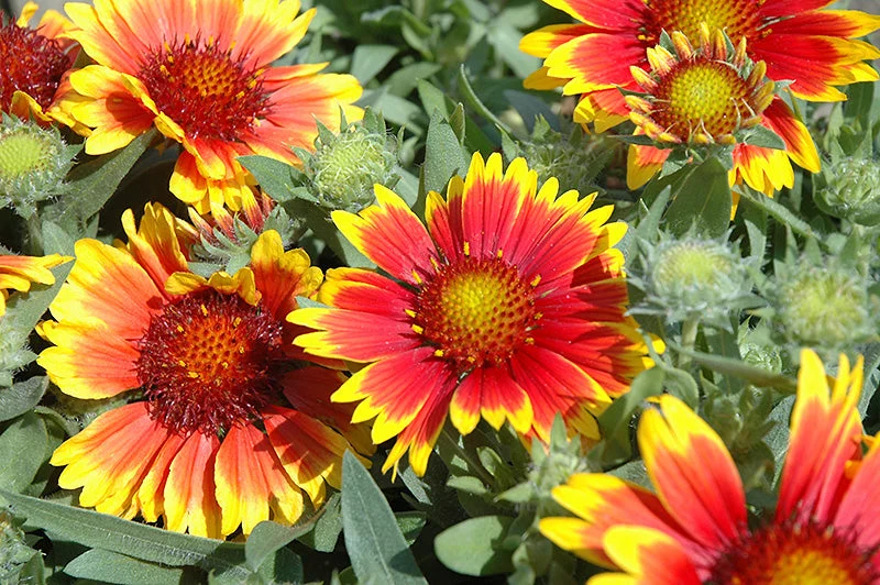 Gaillardia Blanket Flower Arizona Sun - 8" Potted Perennial