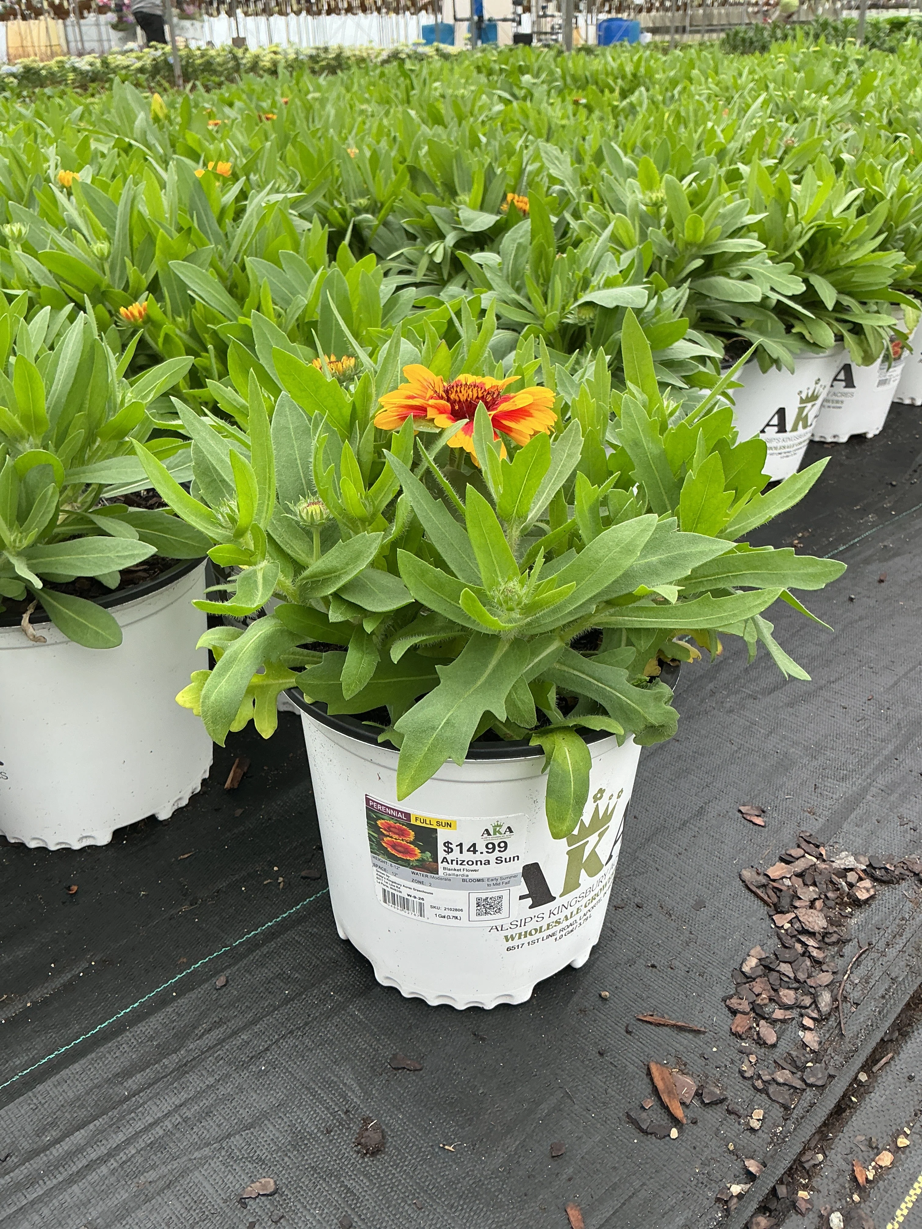 Gaillardia Blanket Flower Arizona Sun - 8" Potted Perennial - Image 2