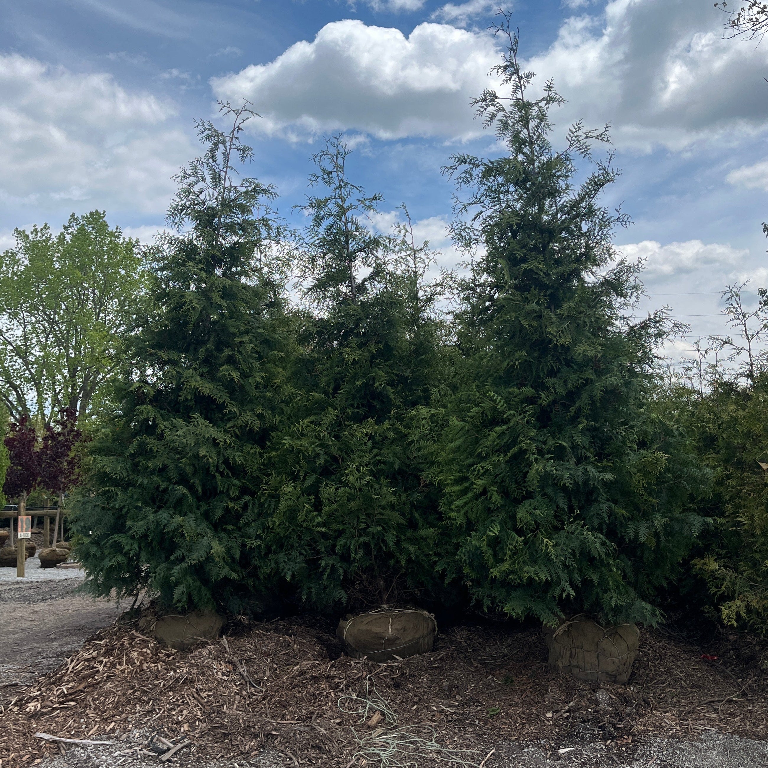 Green Giant Arborvitae - Thuja standishii x plicata - Ball & Burlap Tree (Multiple Sizes)