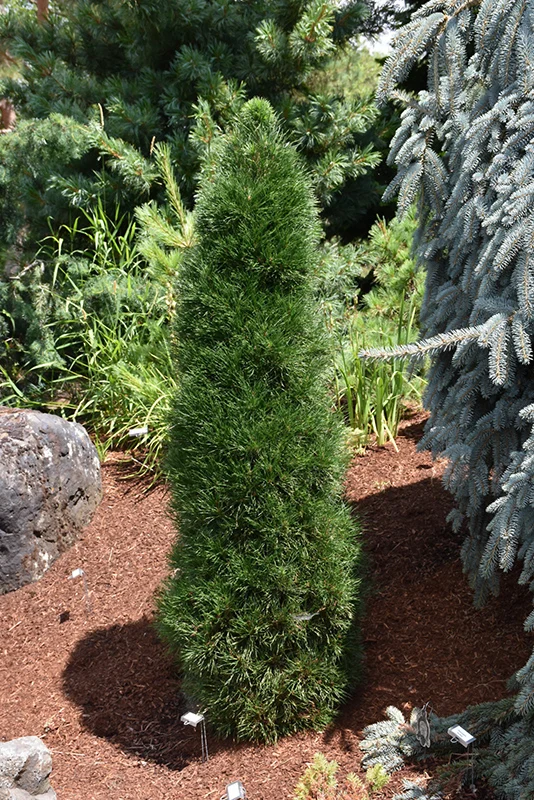 Green Penguin Scotch Pine - Pinus sylvestris - 2 Gallon Potted Shrub