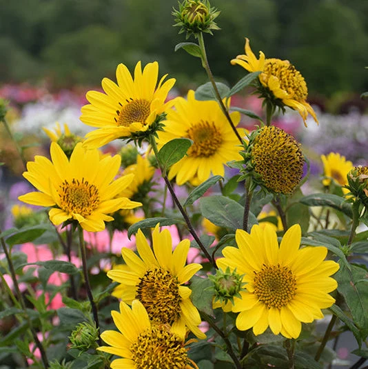 Helianthus Sunflower Sun Catcher - 8" Potted Perennial - Image 2