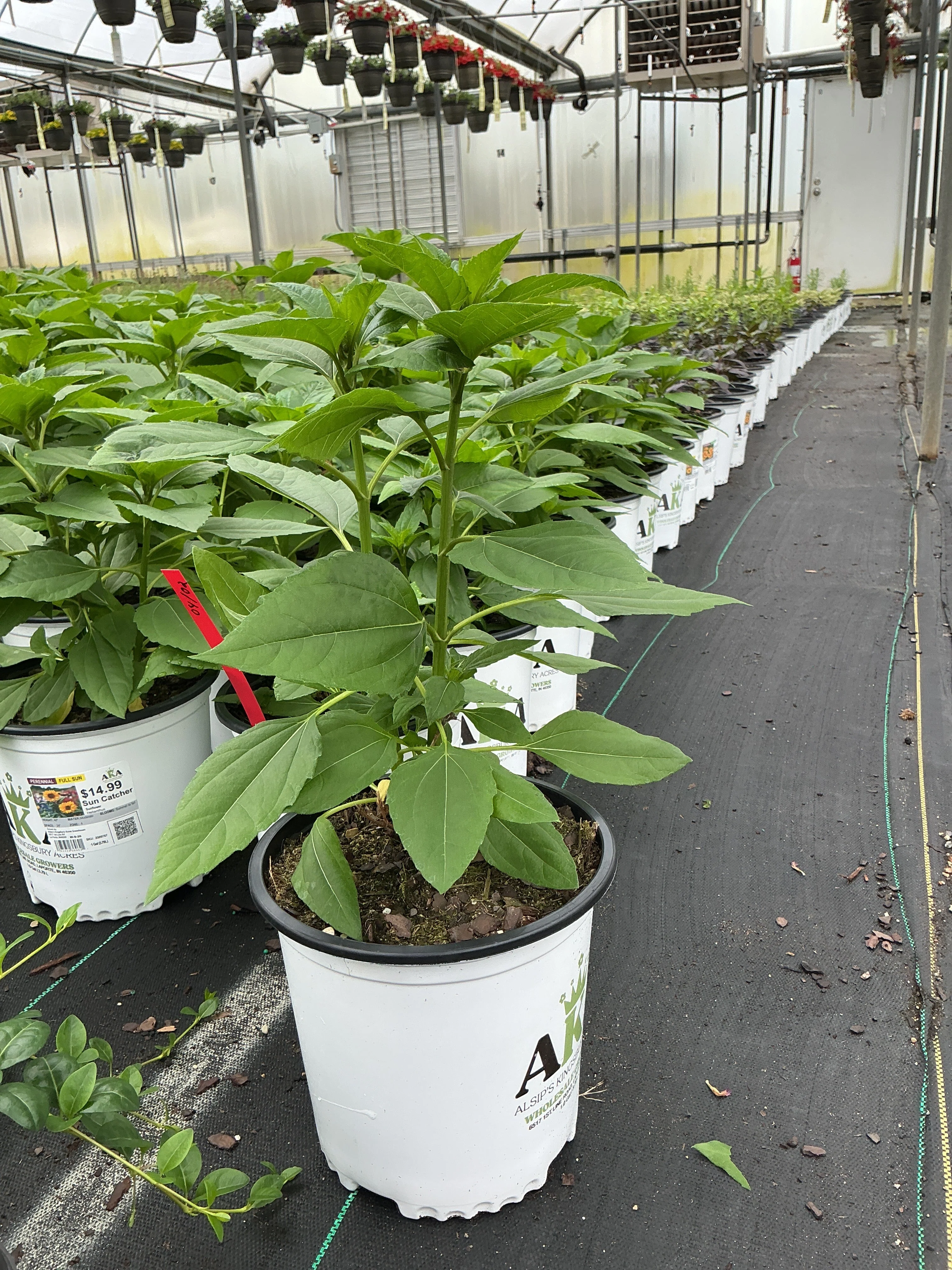Helianthus Sunflower Sun Catcher - 8" Potted Perennial - Image 3