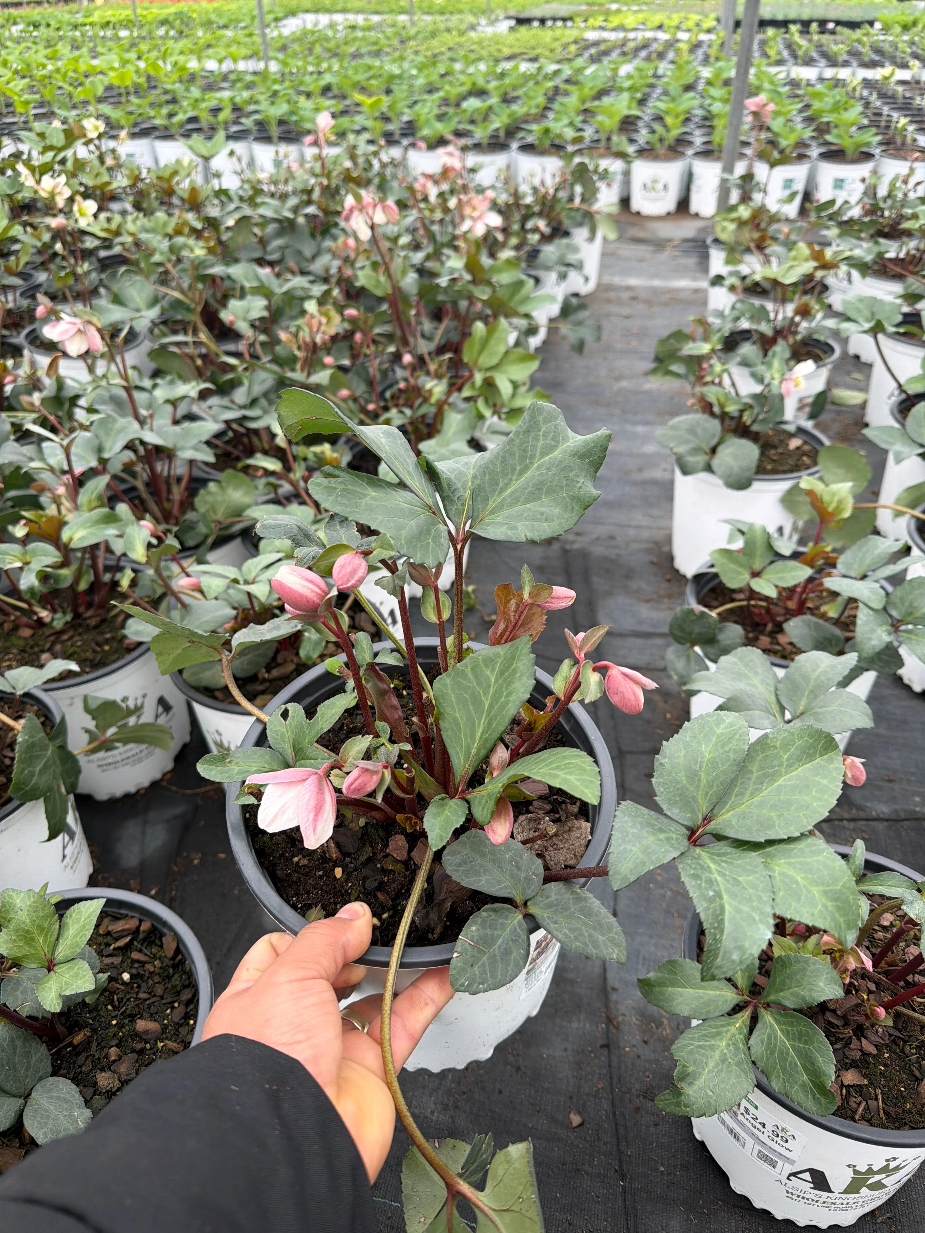 Helleborus Lenten Rose Angel Glow - 8" Potted Perennial - Image 2