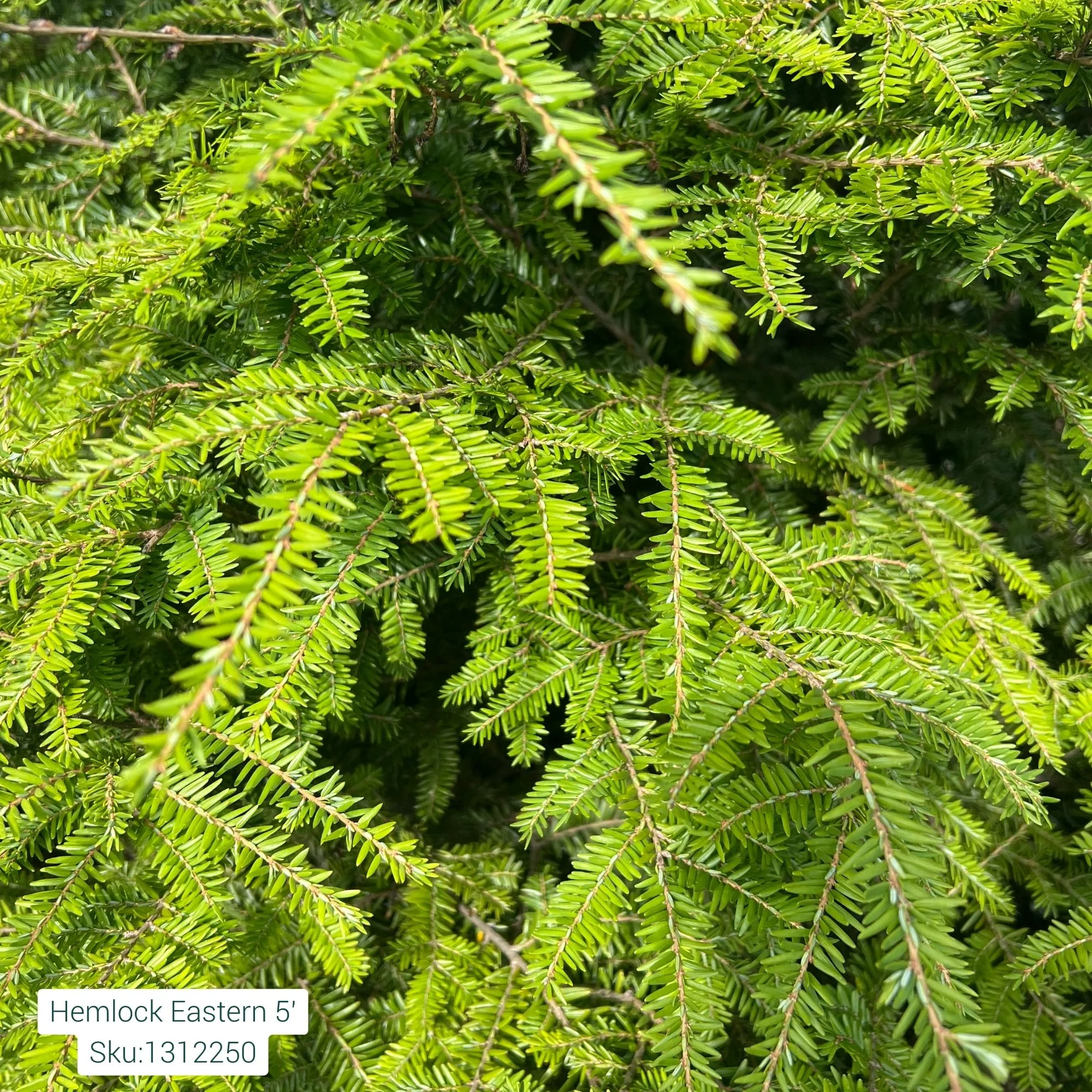 Canadian Hemlock - Tsuga canadensis 'Eastern' - Ball & Burlap Tree (Multiple Sizes) - Image 3