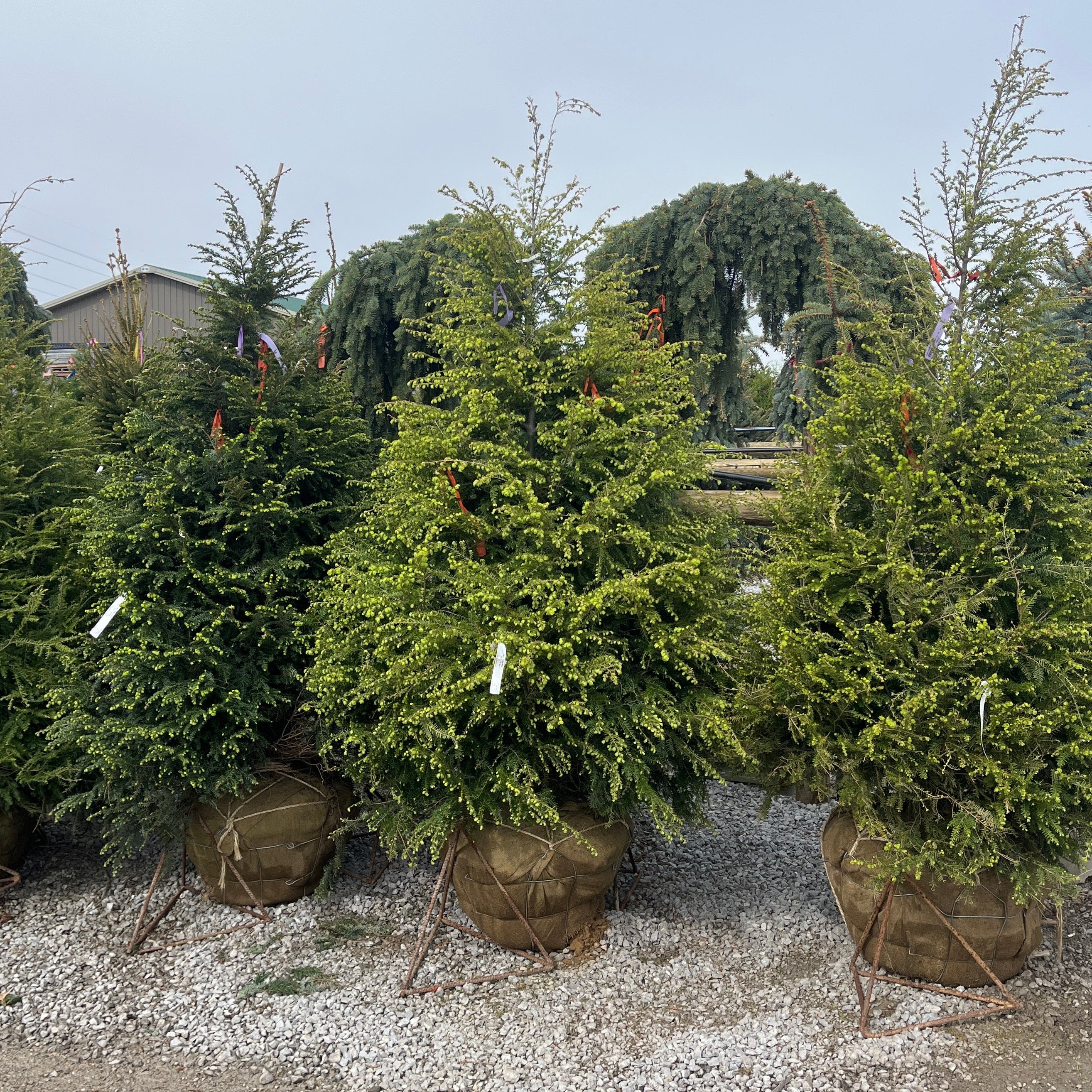 Canadian Hemlock - Tsuga canadensis 'Eastern' - Ball & Burlap Tree (Multiple Sizes) - Image 4