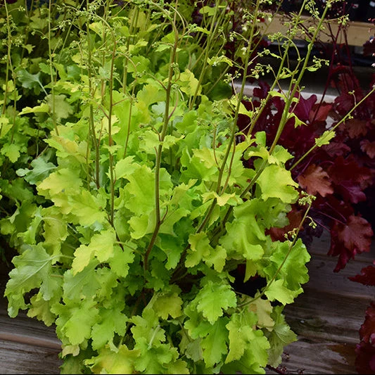 Heuchera Coral Bell Lime Marmalade - 8" Potted Perennial