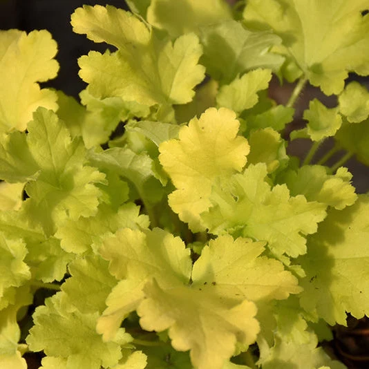 Heuchera Coral Bell Lime Marmalade - 8" Potted Perennial - Image 2