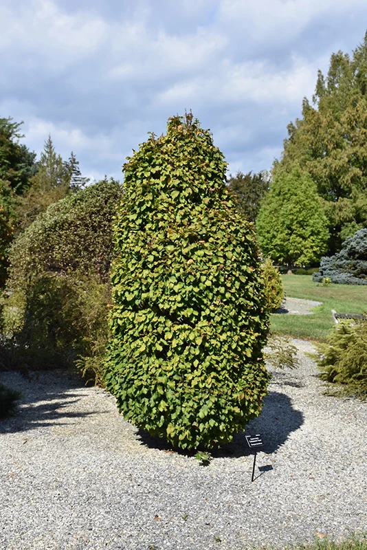 Columnaris Nana Hornbeam - Carpinus betulus 'Columnaris Nana' - 84" Ball & Burlap Tree