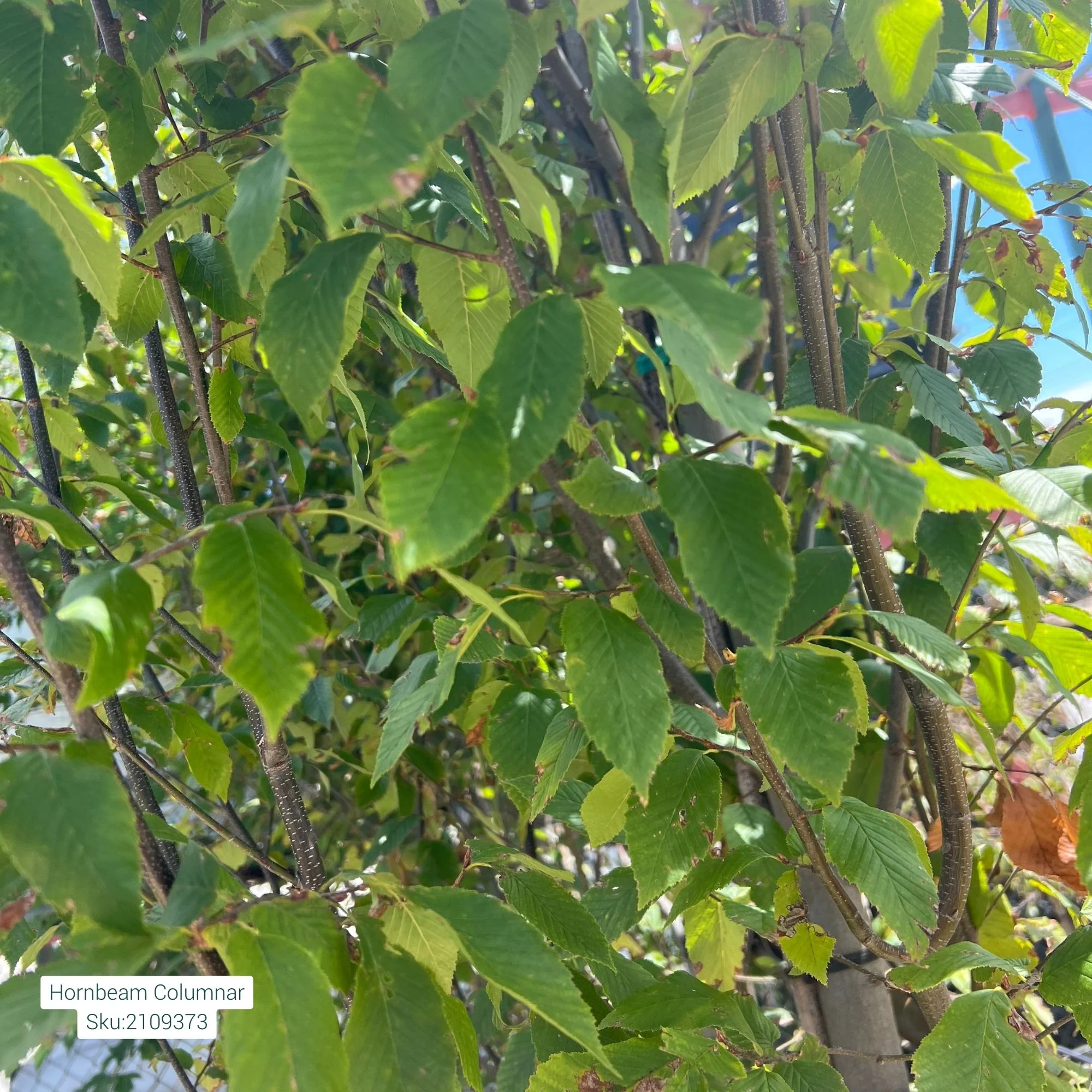 Hornbeam Tree, Columnar, 15 Gallon - Image 3