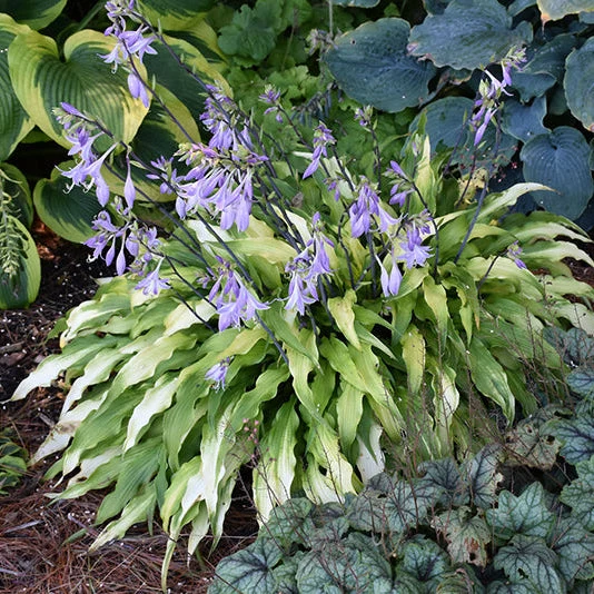 Hosta Plantain Lily Curly Fries - 8" Potted Perennial
