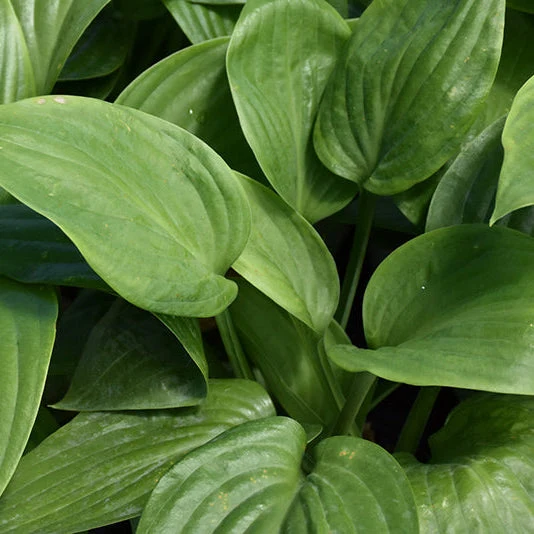 Hosta Plantain Lily Humpback Whale - 8" Potted Perennial