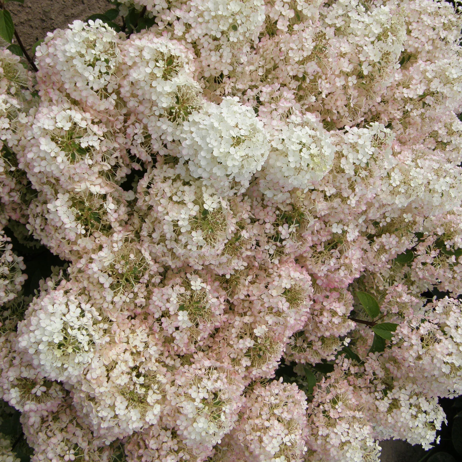 Hydrangea Bobo - 3 Gallon Pot - Image 4