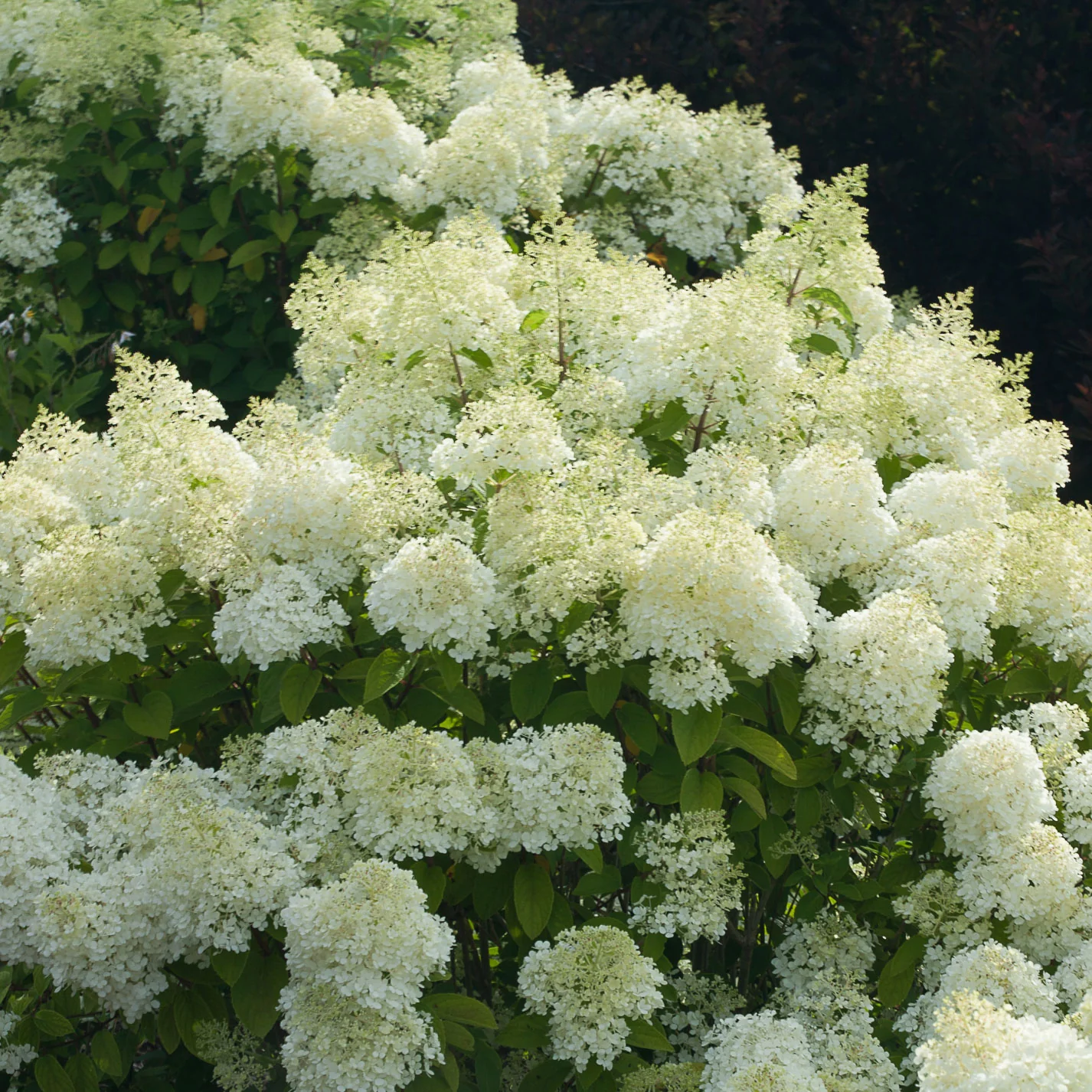 Hydrangea Bobo - 3 Gallon Pot - Image 5