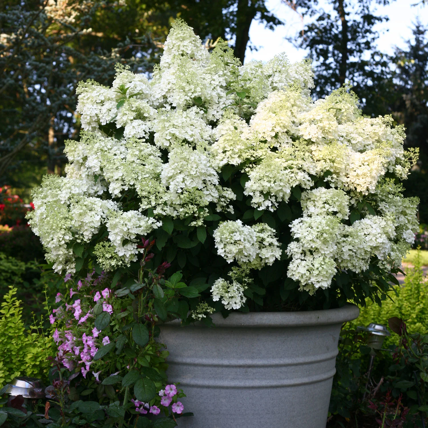 Hydrangea Bobo - 3 Gallon Pot - Image 6