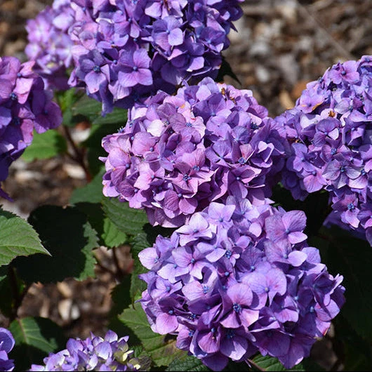Hydrangea Endless Summer Bloomstruck - 2 Gallon Pot - Image 3