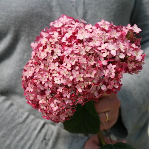 Hydrangea Invincibelle Ruby - 3 Gallon Pot - Image 2