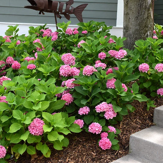 Hydrangea Let's Dance Rhythmic Blue - 2 Gallon Pot - Image 2