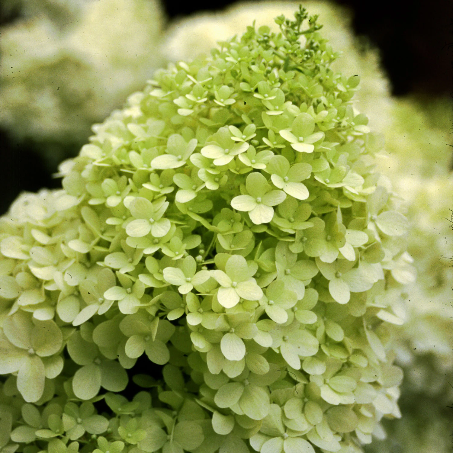 Hydrangea Limelight - 3 Gallon Pot - Image 4