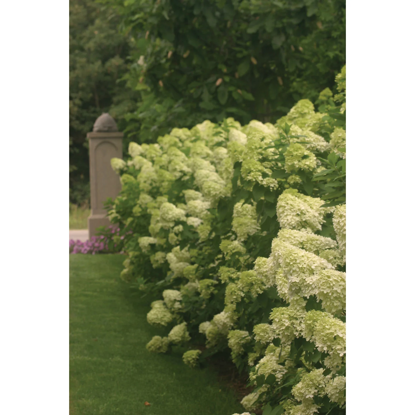 Hydrangea Limelight - 3 Gallon Pot - Image 5