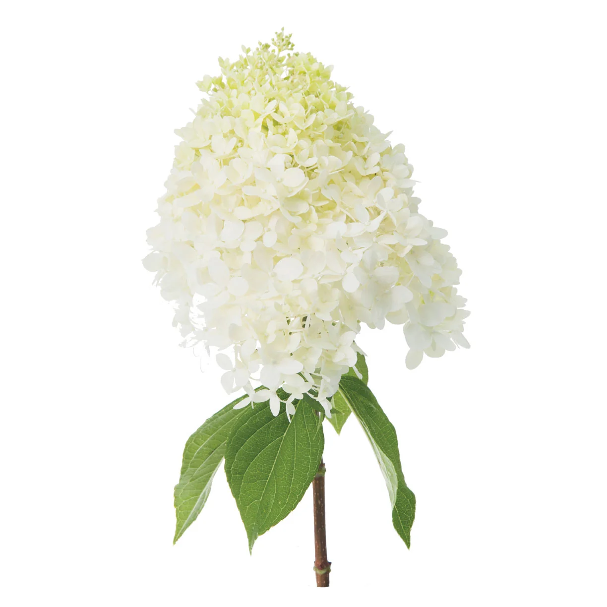 Hydrangea Limelight - 3 Gallon Pot - Image 7